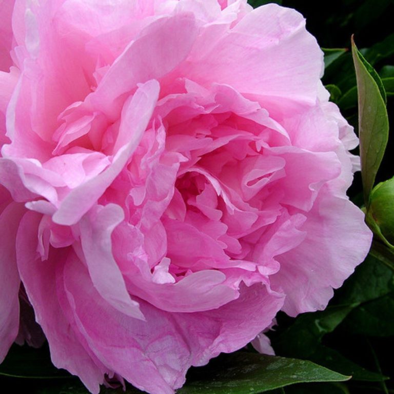 Пион Сьюзи Кью