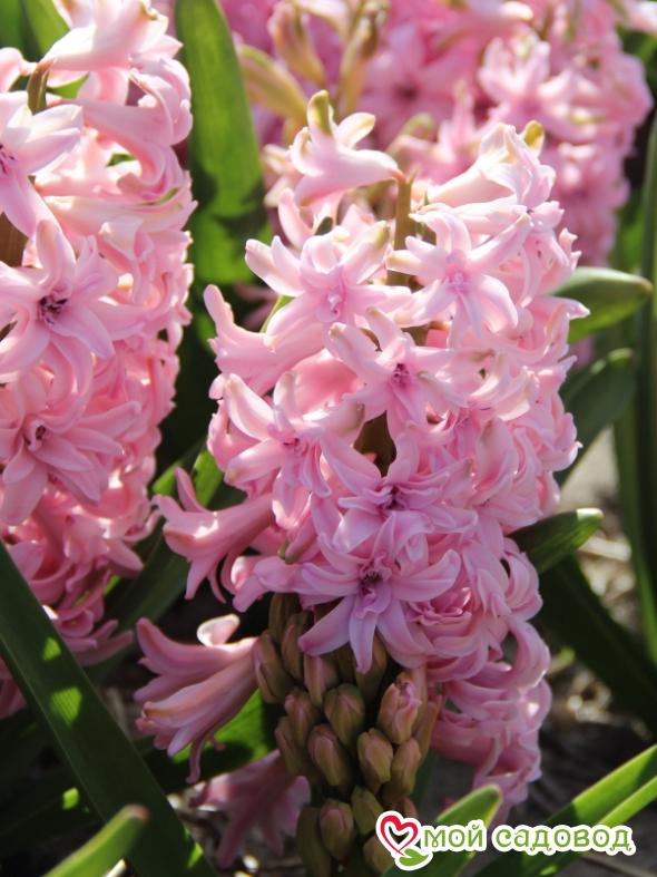 Гиацинт Розетта