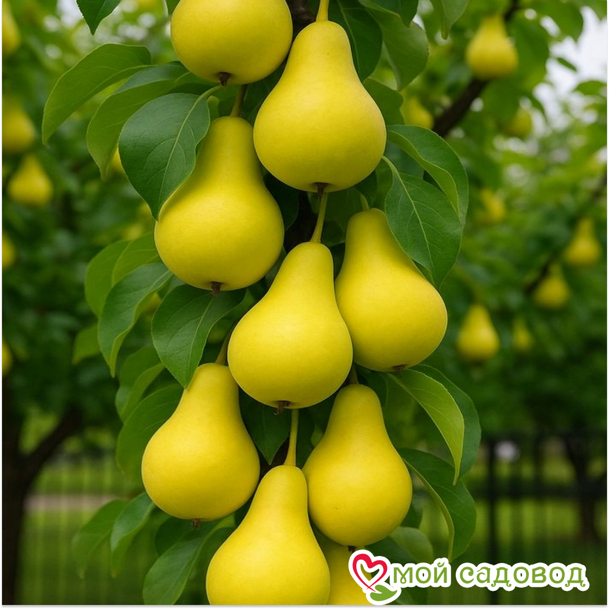 Круша Виолла колоновидная